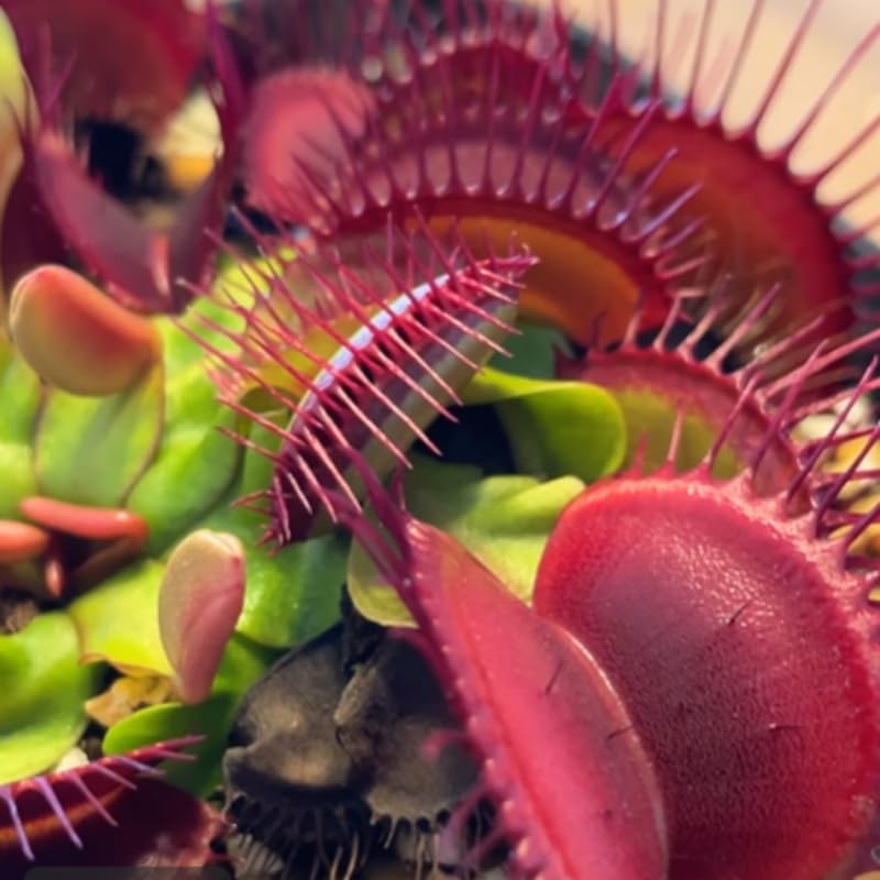 Pack 6 Mix Venus Flytraps Plants Live, Starter Plants Fly Trap Dionaea Muscipula for Growing