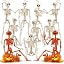 Human Skeleton