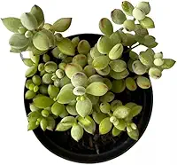 Muda Suculenta Cotyledon Pendens, Suculentas Raras para Colecionadores, Plantas Naturais
