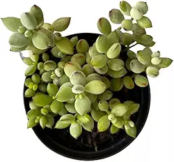 Muda Suculenta Cotyledon Pendens, Suculentas Raras para Colecionadores, Plantas Naturais