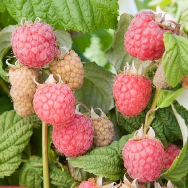 M-Tech Gardens New Rare Hybrid Raspberry