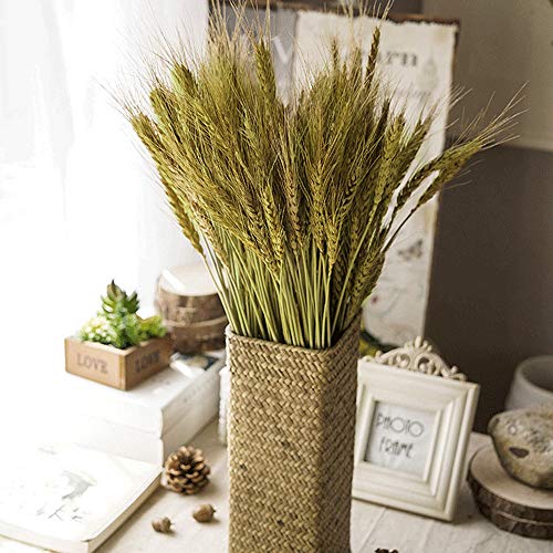 XHXSTORE 100pcs Blé Séché Bouquet de Fleurs Sechées Naturelles Epis de blé pour Vase Maison Table Balcon Mariage Vase-Environs-50CM