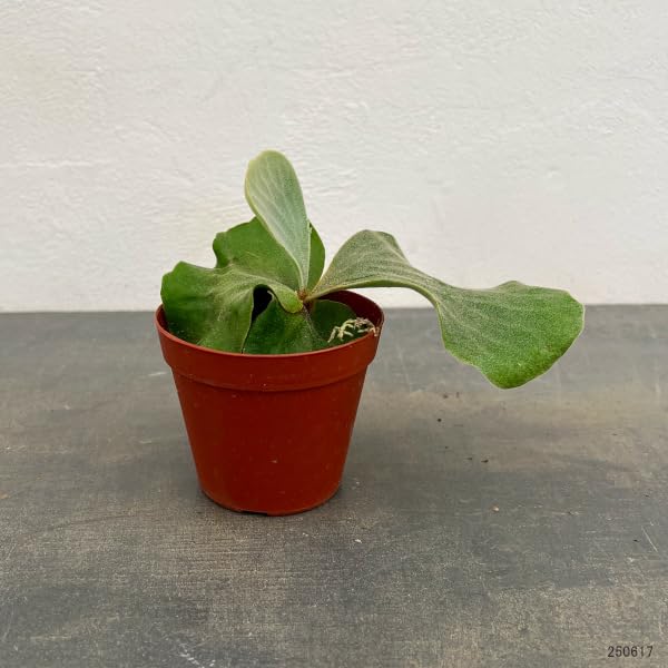 Amazon｜ビカクシダ（コウモリラン）：エレファントティス3号ポット