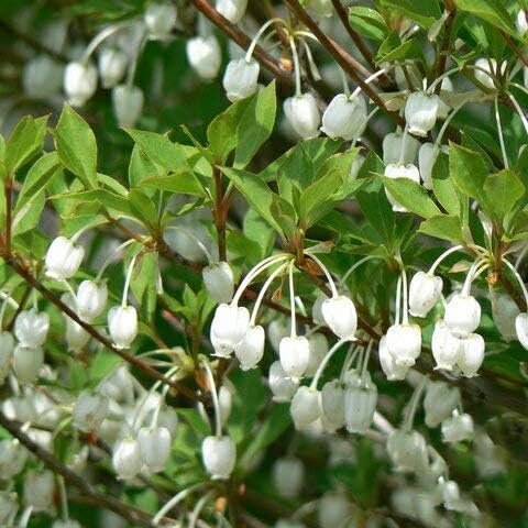 Amazon ドウダンツツジ 苗 ドウダンツツジ 白花 ポット苗 花