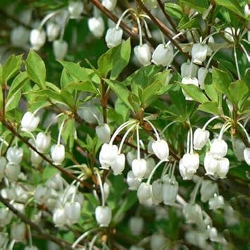 Amazon ドウダンツツジ 苗 ドウダンツツジ 白花 ポット苗 花