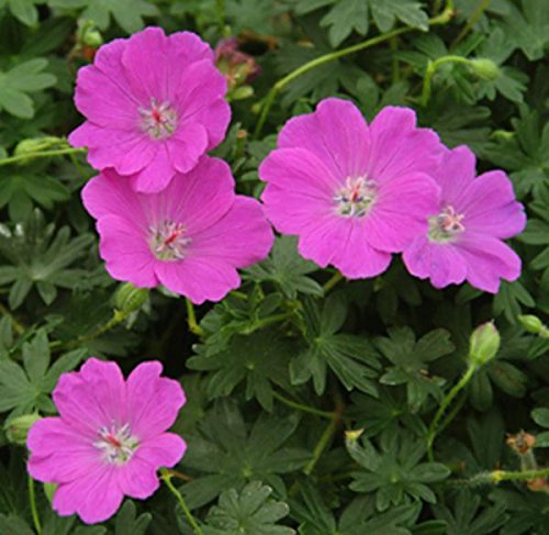 Hardy Geranium Sanguineum 'Max Frei' XXL Supersize Plug Plants Pack x3