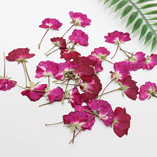 Flor Natural de Rosa Prensada con Tallo para Decoración miniatura 2