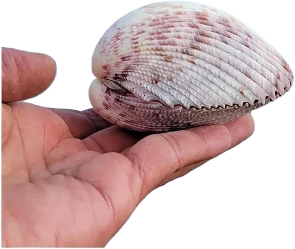 Shells Natural Conch Shell Shells Natural Large Conch Shell 8~10CM for Wedding Beach Theme Party Decor