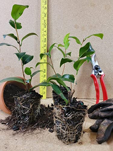 (1) - Pink Perfection Camellia Japonica - Starter Plant (4L) (1 Live Plant) - Thumbnail 3