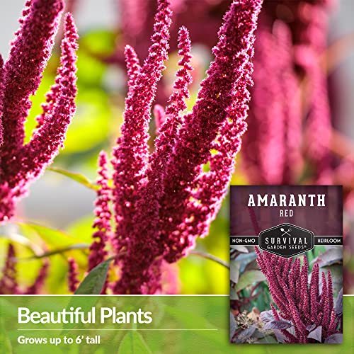 Survival Garden Seeds - Red Amaranth Seed For Planting - 2 Packs With Instructions To Plant And Grow Giant Burgundy Grain Plants In Your Home Vegetable Garden - Non-Gmo Heirloom Variety #TOP26