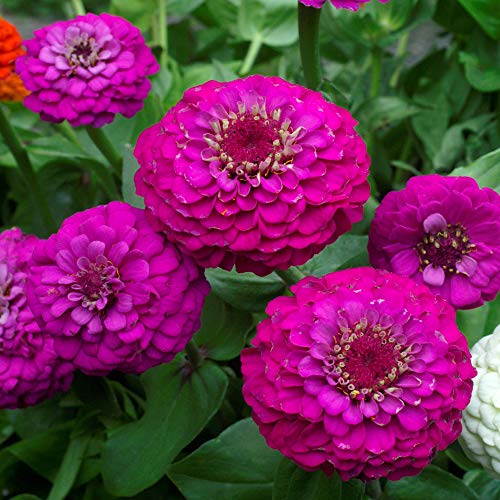 Outsidepride Zinnia Elegans Lilliput Purple Heat & Drought Tolerant Garden Cut Flowers- 2000 Seeds