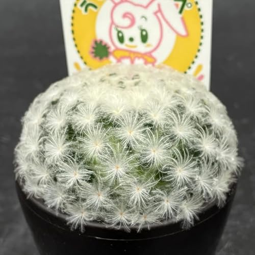 {ԃL A sd}~A  ̂ق 9cm|bg }~A V{V A T{e