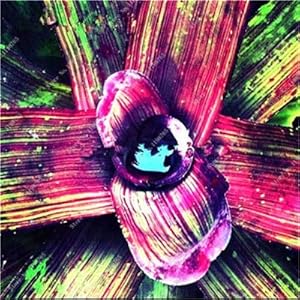 prime vista Best-Seller 100 pz Cactus Bromeliacea Succulente Rare Fiore Bonsai Cortile Mini Pianta Succulente Bonsai Giardino Domestico di DIY: 5