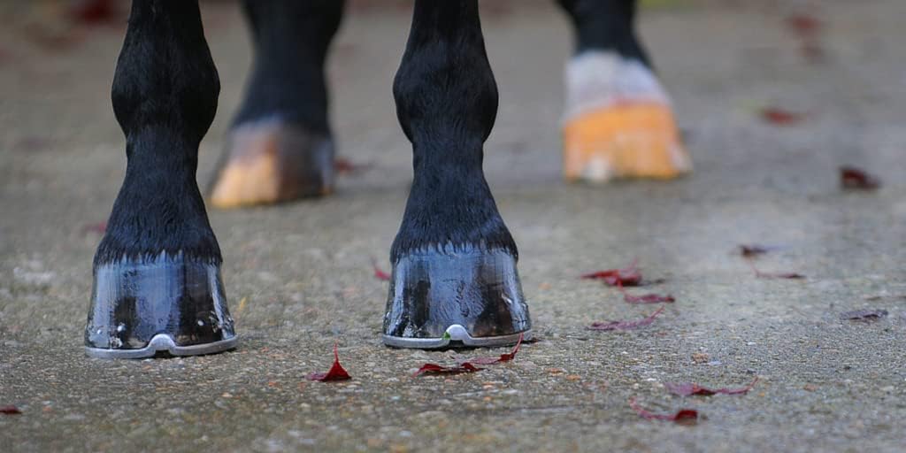 Effol Hoof Ointment for Horses, Hoof Oil for Horses, Hoof Care for Horses, Hoof Ointment (Hoof Oil (16.7 fl oz))