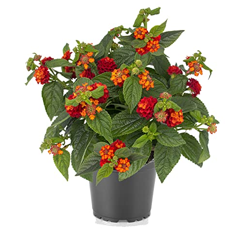 Lantana Camara La Planta Natural que Te Ayudará a Crear un Espacio de Relajación en Tu Jardín