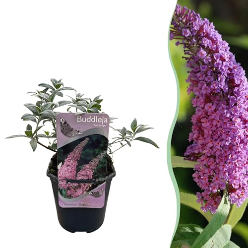 Arbusto delle farfalle - Buddleja davidii Pink Delight - Fiore rosa - 1 Pianta - Deciduo - Attrae le farfalle - 25-40cm - Ø18cm - Pianta da giardino