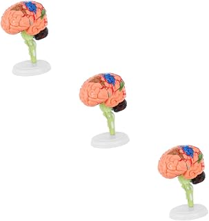 SOLUSTRE 3 Peças Biologia Cérebro Craniano Humanidade Display Educacional Artéria Tamanho Hospitalar Ferramentas Manequim Destacável Anatomicamente Brinquedos Modelo De Vaso Salva-Vidas
