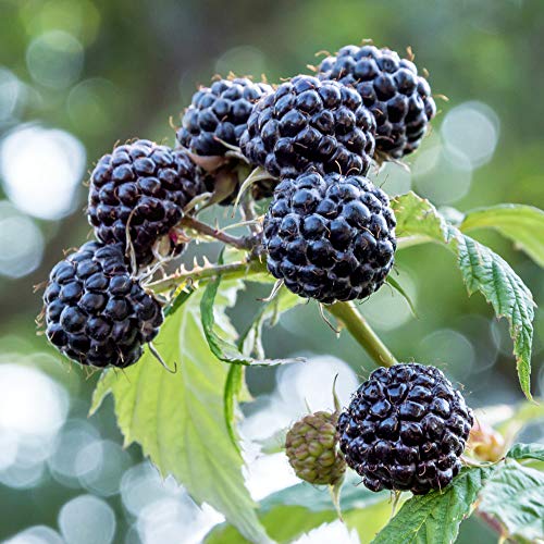 YouGarden Black Raspberry 'Black Jewel', Established Plant in 1.7L Pot, Ready to Plant, Grow Your Own Fruit