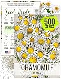 Seed Needs Roman Chamomile Seeds for Planting - Non-GMO, Heirloom & Untreated - Grow a Home Grown Medicinal Tea Herb Garden Indoors or Outdoors (1 Pack)