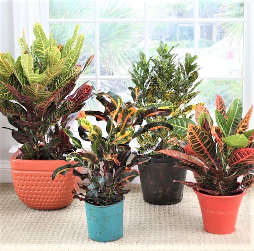 CosaCentrum Mammy Croton Indoor Live Plant ||(1 Healthy Live plant) || For Home Decoration as well Natural Air Purification (B0BSXJW424) Amazon Price History, Amazon Price Tracker