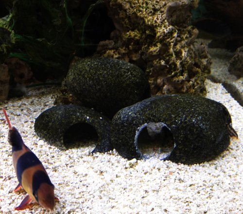 U.p. Aqua Cichlid Stone (Small) #TOP5