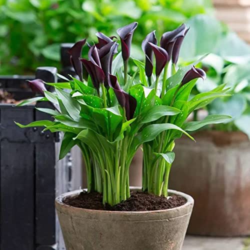 6 Piezas Color Especial Perenne Bulbos De Lirio De Cala Especies Raras Adecuadas Plantadas En Balcones Ornamentales Agregan Color A Su Habitación