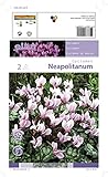  AGRONOM  OTOÑO Ciclamen  Bulbos de flores decorativas  Bulbos perennes  Flores decoradas  Decorará cualquier jardín de flores  Pack de 2 bulbos de flores