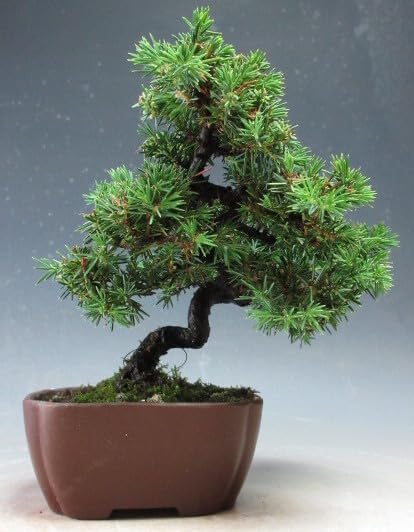 八房杜松　盆栽　杜松　トショウ Amazon.co.jp: 盆栽 八房杜松/トショウ【現品】（3348） : DIY・工具