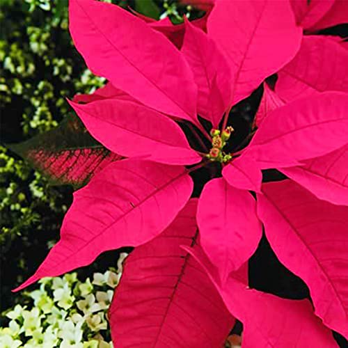 Qauzuy Garden 100 Seeds Poinsettia Mexican Flameleaf Christmas Star Flower Seeds Perennial Showy Shrub Exotic Accent Plant Easy To Grow Attract Pollinators #TOP5