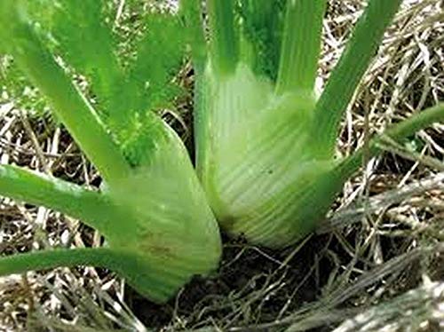 Fennel, Florence ("Finnocchio") Herb..--Great with shrimp!!!(25 - seeds) - Thumbnail 5
