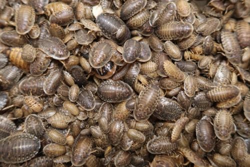 Reptilian Arts Dubia Roaches Live Feeder Insects Medium (1/2"), 100, Count