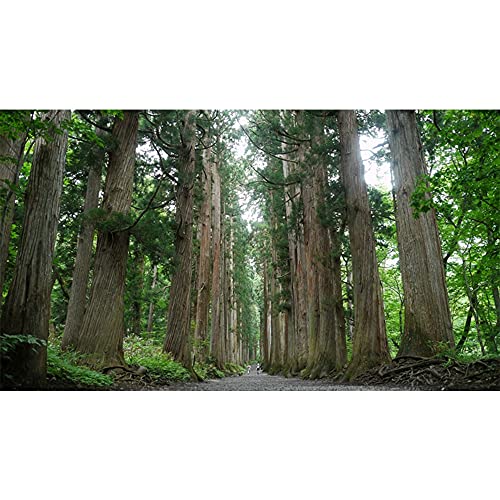 おびなた 蕎麦通の二八そば 240g×10袋