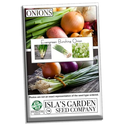 Evergreen Bunching Nebuka Onion Seeds For Planting, 500+ Heirloom Seeds Per Packet, (Isla's Garden Seeds), Non Gmo Seeds, Botanical Name: Allium Fistulosum #TOP5