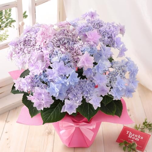 （00:01時点） 母の日 花 鉢植え ギフト プレゼント アジサイ鉢・美しい色合い May morning～5月の朝～グラデーション 2026 BunBunBee