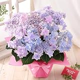 母の日 花 鉢植え ギフト プレゼント アジサイ鉢・美しい色合い May morning～5月の朝～グラデーション 2026 BunBunBee