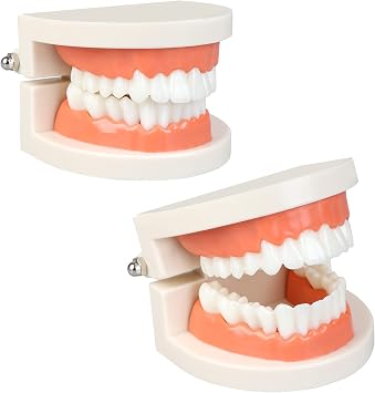 2Pcs Standard Teeth Model Dental Care Model, Child Brushing Teaching Demonstration Study False Anatomical for Teaching, Kids, Patient, Studying, Displaying