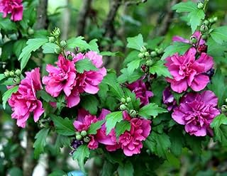 Hibiscus, Rose of Sharon 50 Seeds (Hibiscus Syriacus) -Cold Hardy, Perennial !