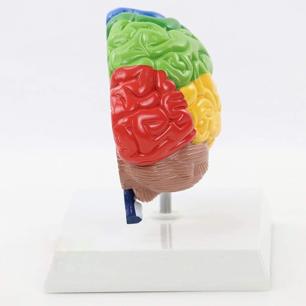 Modello Umano, metà Destra del Blocco del Cervello Umano Anatomia della Testa Adulta per Laboratorio Scientifico 1: 1 Ausili Didattici A Grandezza Naturale