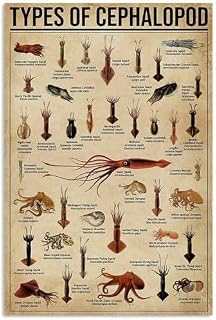 Animal Knowledge Metal Tin Sign Type of Cephalopod Chart Poster Farm Outdoor School Club Wall Decoration Plaque es 6x8 inch