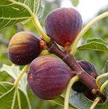 Brown Turkey Fig Shrub - 4-10' Tall Live Plant - Quart Pot - Texas Everbearing Fig Tree Seedling - Ficus carica 'Brown Turkey'