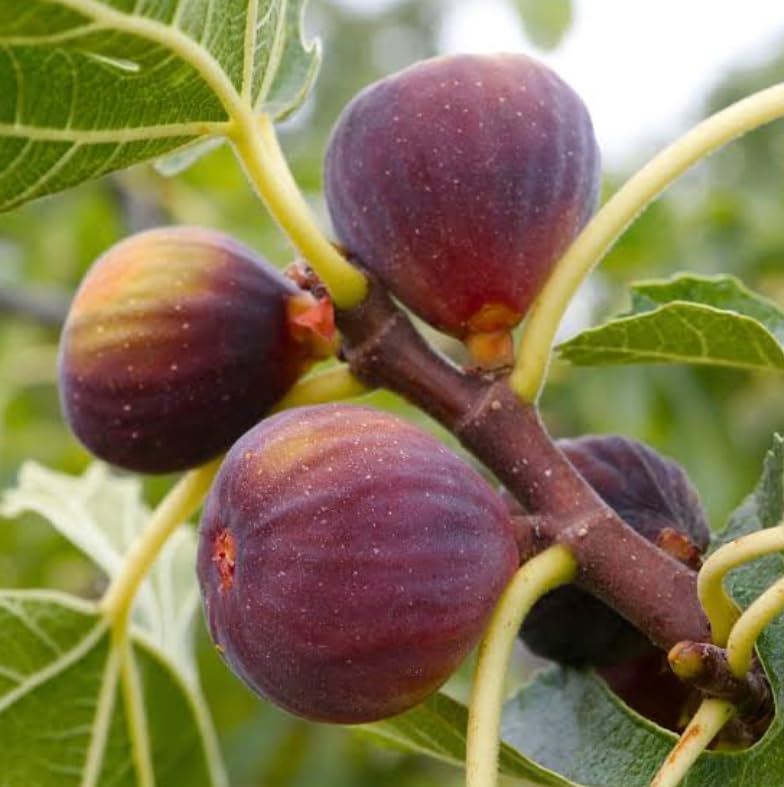 Brown Turkey Fig Shrub - 4-10' Tall Live Plant - Quart Pot - Texas Everbearing Fig Tree Seedling...