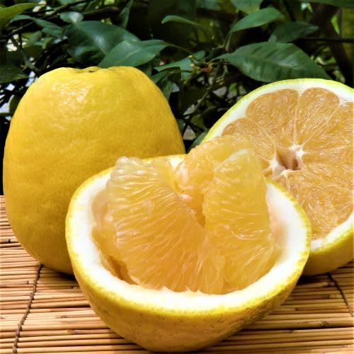 �V��͓̉��ӊ� ���Q ���F�a ���Y �Ă̊��k �_�n���� �F�a�C�̍K�≮ (�󂠂� 2kg)