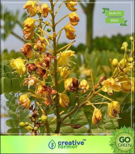 Pinkdose Tree Seeds: Sappan Wood Ornamental Tree Seeds Seed