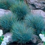 Combo 4 Fescue Blue Grass Live Plants in 4 Inches Pot, Oramental Grass for Gardening Lawn Patio, 2 Plants Per Pot