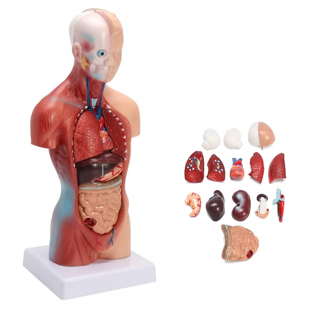 人体模型！部屋に飾ってオシャレになれ！ Amazon.co.jp: 人体模型