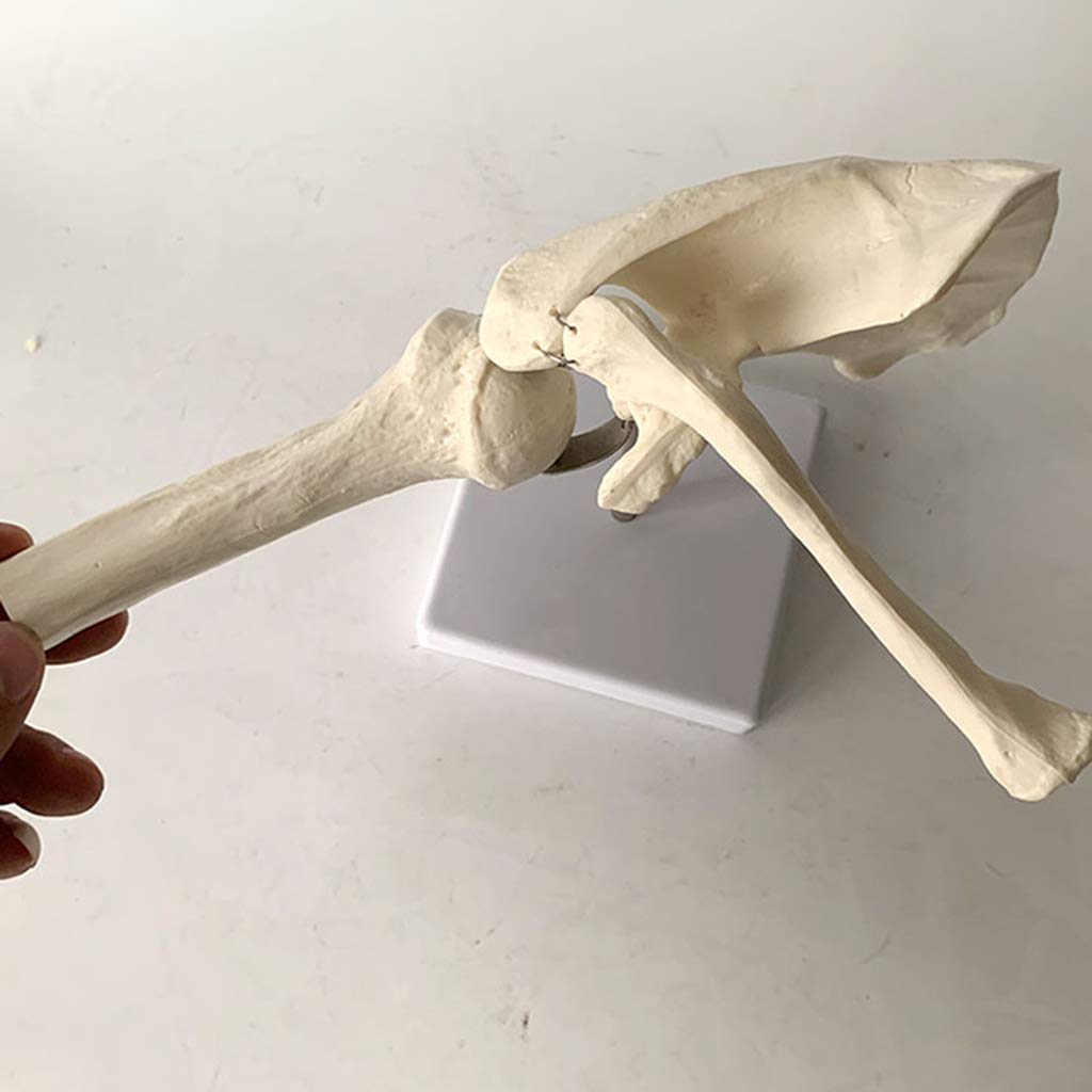 Modèle de Joint d'épaule - Modèle Anatomique de l'anatomie des Feuilles d'épaule de Squelette Humaine - pour Affichage Scientifique Modèle médical, matériel de Laboratoire