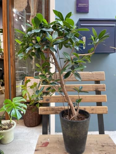 観葉植物 5号 ガジュマル」の人気商品一覧・価格比較 - 価格.com