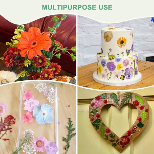 24-Pack Flores Secas Prensadas para Manualidades miniatura 6