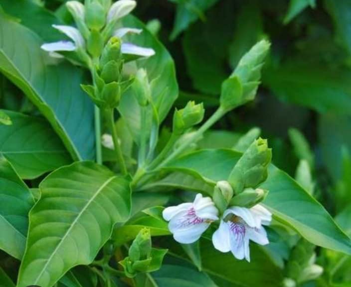 Adalodakam/Vasaka/Adosa/Adulsa/Aduraspee/Adusogae/Adathodai/Bhekkar Live Plant - 1 No (B0BLJSDP9K) Amazon Price History, Amazon Price Tracker