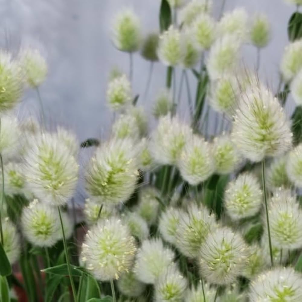 ドライフラワーラグラスバニーテールくすみカラーミックス100本 Amazon｜自然乾燥ラグラス オバタス 50-60個 乾燥バニーテール